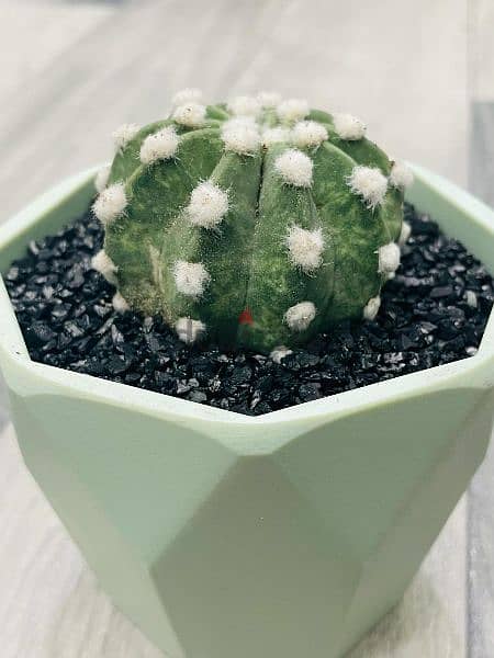 Cute Mini Cactus plant potted. 1 PCS / 3 PCS 1