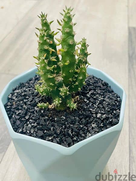 Cute Mini Cactus plant potted. 1 PCS / 3 PCS 2