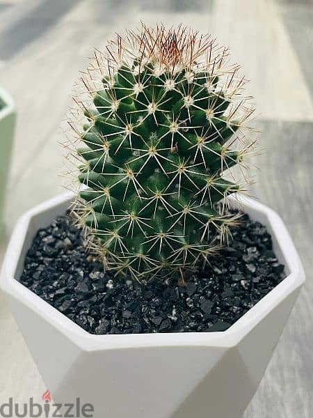 Cute Mini Cactus plant potted. 1 PCS / 3 PCS 3