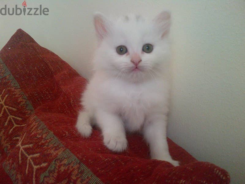 Whatsapp me +96555207281 Turkish Angora kittens 1