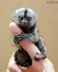 Whatsapp me +96555207281  small Finger  Marmoset Monkeys for sale