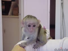 whatsapp me +96555207281  Two  Capuchin monkeys