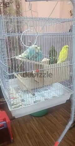 SELLING 4BIRDS+1 BIG CAGE+ 1 SMALL CAGE+1STAND