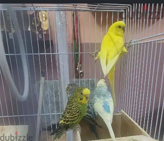 SELLING 4BIRDS+1 BIG CAGE+ 1 SMALL CAGE+1STAND 1
