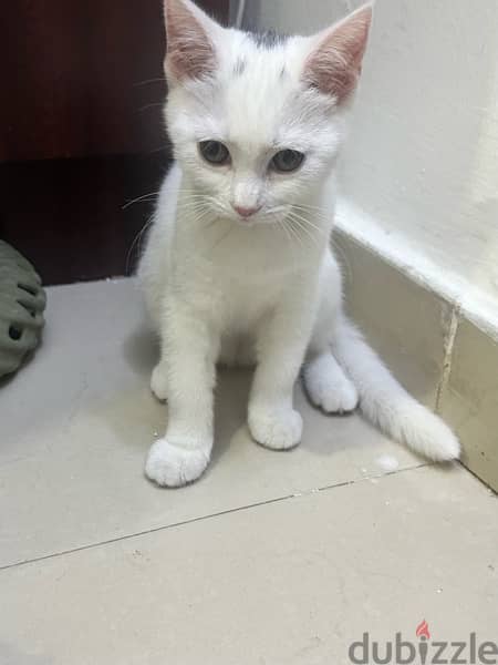 Kitten for adoption 3