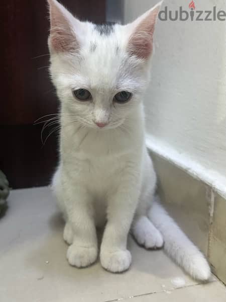 Kitten for adoption 4