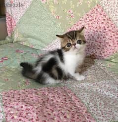Whatsapp me +96555207281 Friendly Exotic shorthair kittens for sale