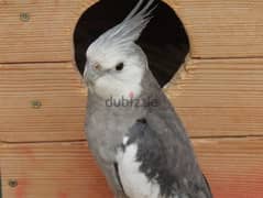 white face male cocktail for sale without cage