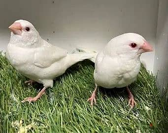 3 finches for sale. 1