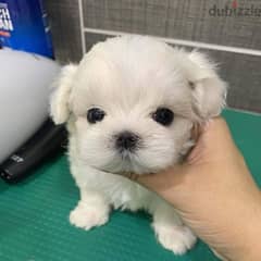 Maltese puppy for sale 0