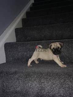 Male Pug puppy for sale 0