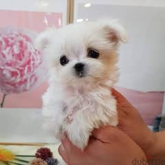Male Maltese puppy for sale 0