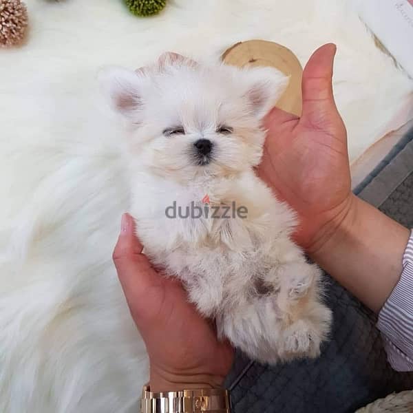 Male Maltese puppy for sale 1