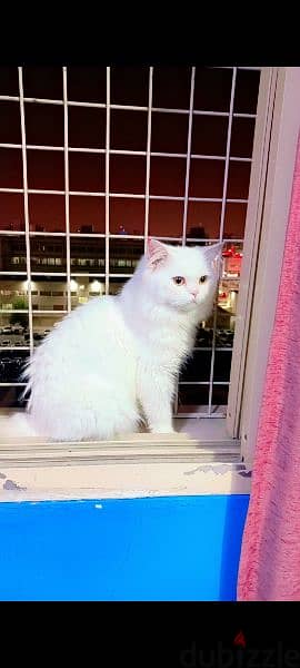 persian cat male playful with house litter stones n box vaccinated 2