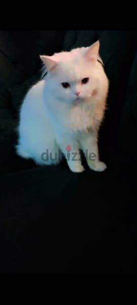 persian cat male playful with house litter stones n box vaccinated 4