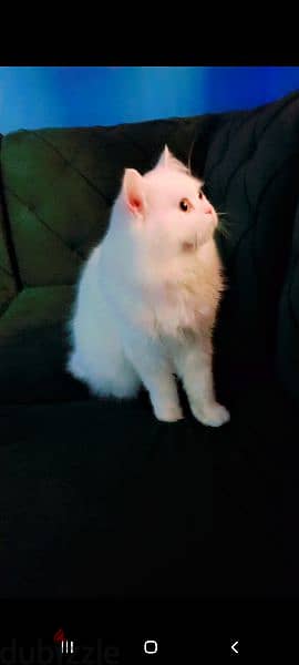 persian cat male playful with house litter stones n box vaccinated 5