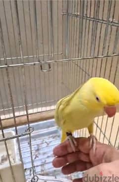 Yellow Ring Neck parrot For sale 0