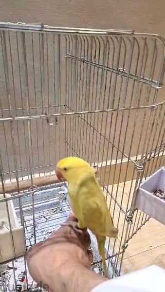 Yellow Ring Neck parrot For sale 1