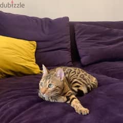 Bengal Kitten 0