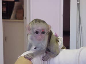Whatsapp me +96555207281 Perfect Vaccinated Capuchin Monkeys 1