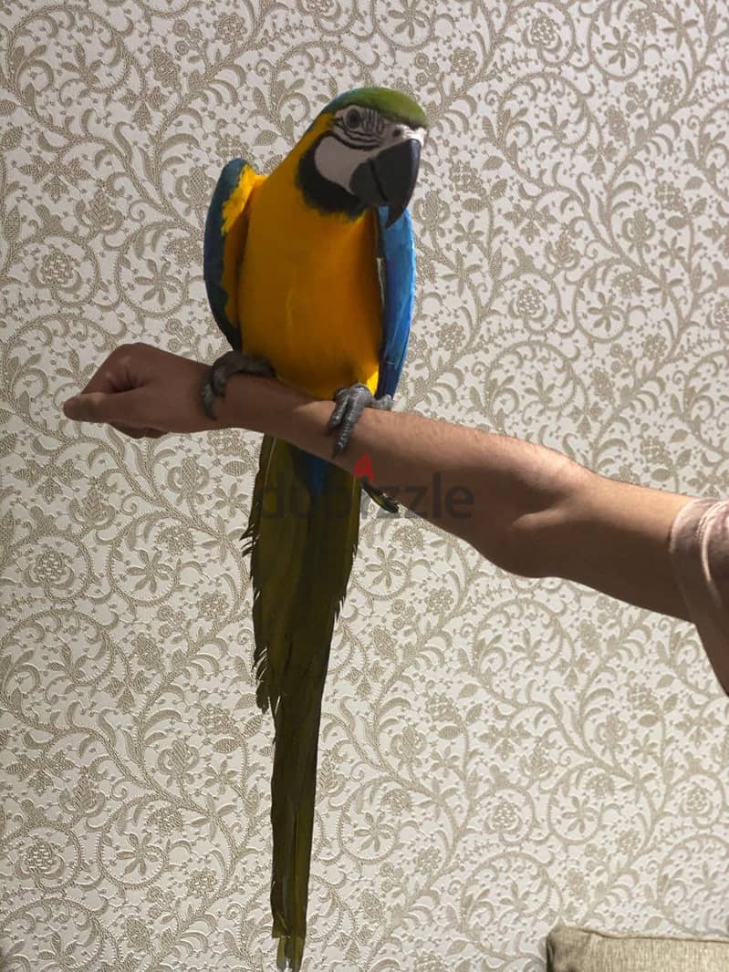 Whatsapp me +96555207281 Best Blue and Gold macaw parrots for sale 1