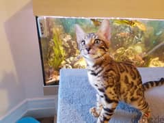 Whatsapp me +96555207281 Two Bengal kittens for sale 0