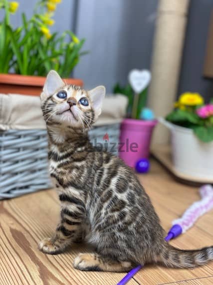 Whatsapp me +96555207281 Two Bengal kittens for sale 1