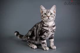 Whatsapp me +96555207281 American Shorthair kittens for sale 0