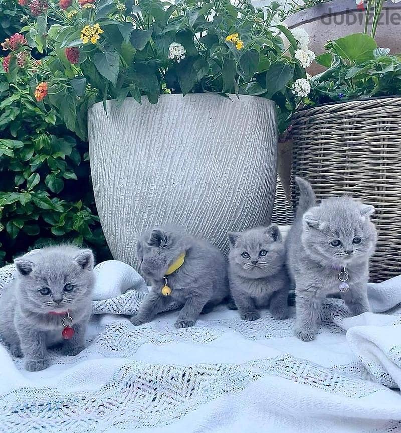 Whatsapp me +96555207281 British Shorthair kittens for sale 2