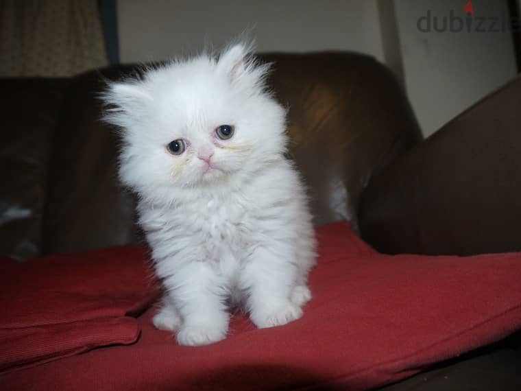 Whatsapp me +96555207281 Lovely Persian kittens for sale 1