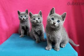 Whatsapp me +96555207281 Russian Blue kittens