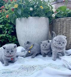 Whatsapp me +96555207281 Healthy British shorthair kittens