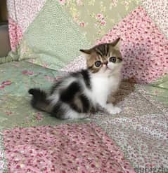 Whatsapp me +96555207281 Vaccinated Exotic shorthair kittens for sale 0