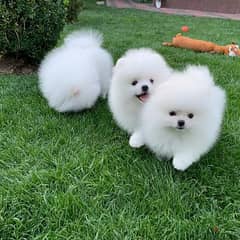 1 male and 2 female Pomeranian Puppies willing to give out for Adption