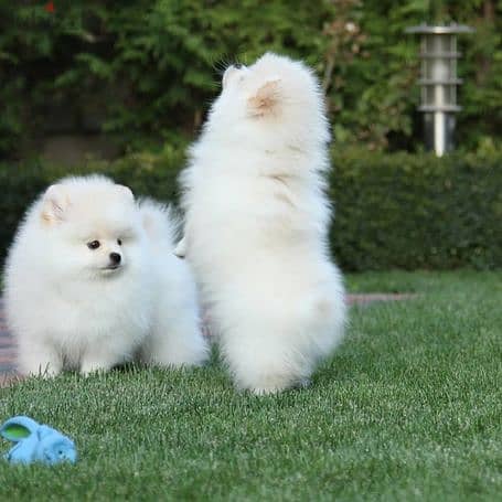 1 male and 2 female Pomeranian Puppies willing to give out for Adption 1