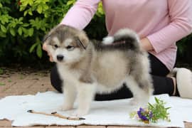 Whatsapp me +96555207281 Alaskan Malamute puppies