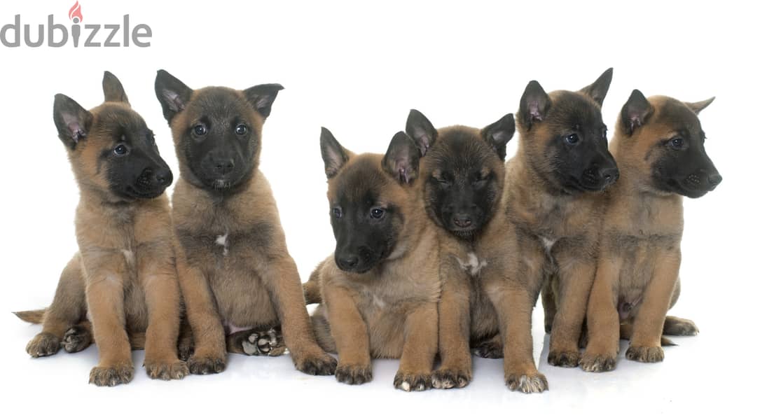 Whatsapp me +96555207281 Belgian Malinois puppies for sale 1