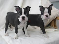 Whatsapp me +96555207281 Boston Terrier puppies