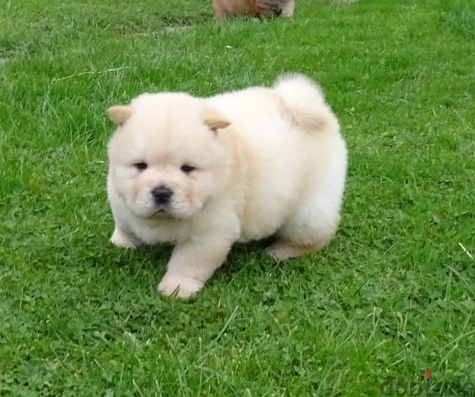 Whatsapp me +96555207281  Chow Chow puppies 1