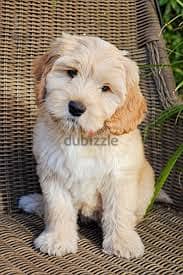 Whatsapp me +96555207281 Labradoodle puppies