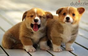 Whatsapp me +96555207281 Pembroke Welsh Corgi puppies