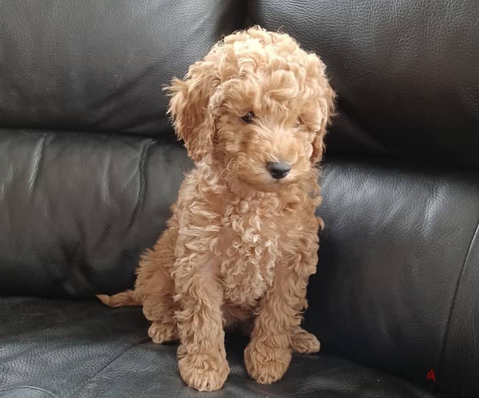 Whatsapp me +96555207281 Vaccinated Toy poodle puppies for sale 1