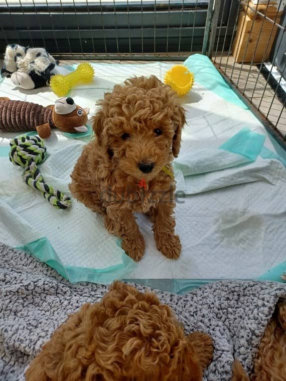 Whatsapp me +96555207281 Vaccinated Toy poodle puppies for sale 2