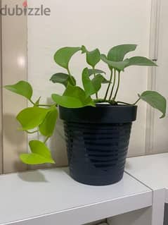 plants 0