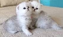 Whatsapp me +96555207281 Vaccinated Chinchilla kittens for sale 1