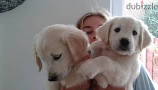 Whatsapp me +96555207281 Golden Retriever puppies for sale 0