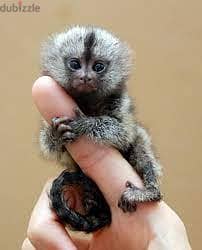 Whatsapp me +96555207281 Vaccinated Small Finger Marmoset monkeys