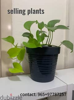 selling plants online