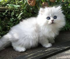 Whatsapp me +96555207281 Friendly chinchilla kittens for sale