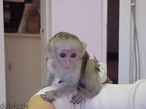 Whatsapp me +96555207281 Adorable pure capuchin monkeys for sale 0